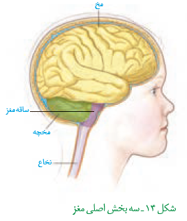 صفر تا صد تنظیم عصبی(4) - زیست یازدهم - محمدمهدی مقصودی