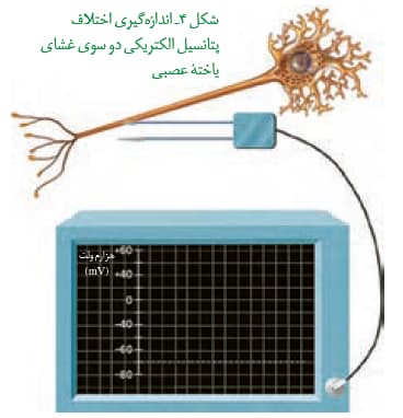 صفر تا صد تنظیم عصبی(2) - زیست یازدهم - محمدمهدی مقصودی