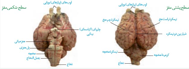 صفر تا صد تنظیم عصبی(5) - زیست یازدهم - محمدمهدی مقصودی