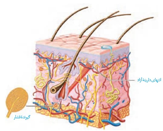 صفر تا صد حواس (2) - زیست یازدهم - محمدمهدی مقصودی