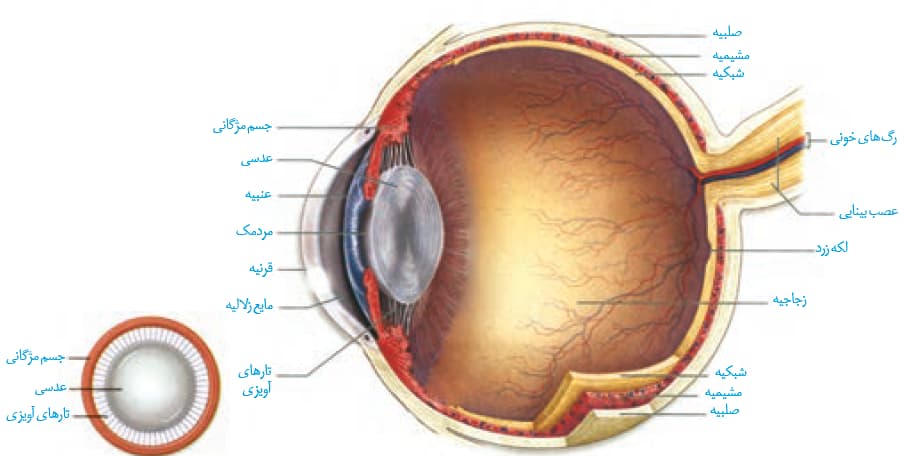 صفر تا صد حواس (3) - زیست یازدهم - محمدمهدی مقصودی