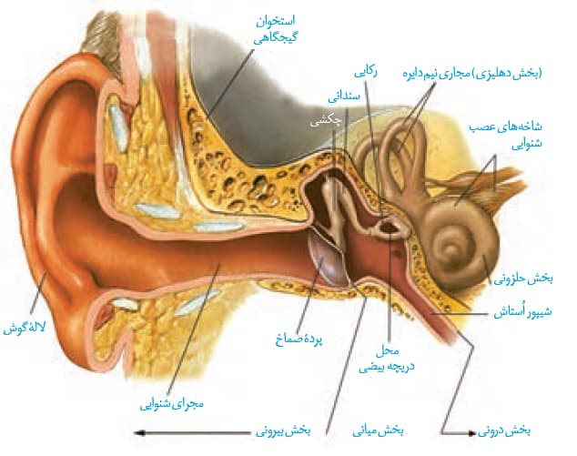 صفر تا صد حواس (5) - زیست یازدهم - محمدمهدی مقصودی