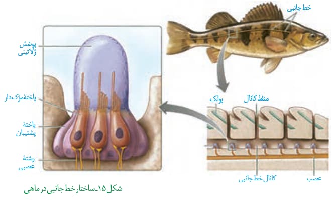 صفر تا صد حواس (قسمت آخر) - زیست یازدهم - محمدمهدی مقصودی