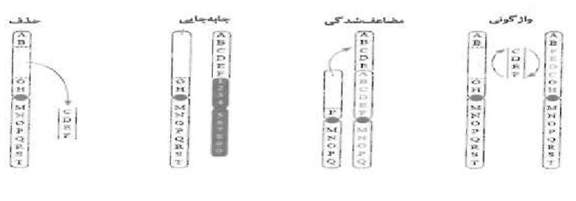 تغییر در اطلاعات وراثتی - زیست دوازدهم - تست - محمدمهدی خسروی