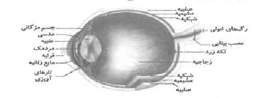تنظیم عصبی و حواس - زیست یازدهم - تست -  محمدمهدی خسروی