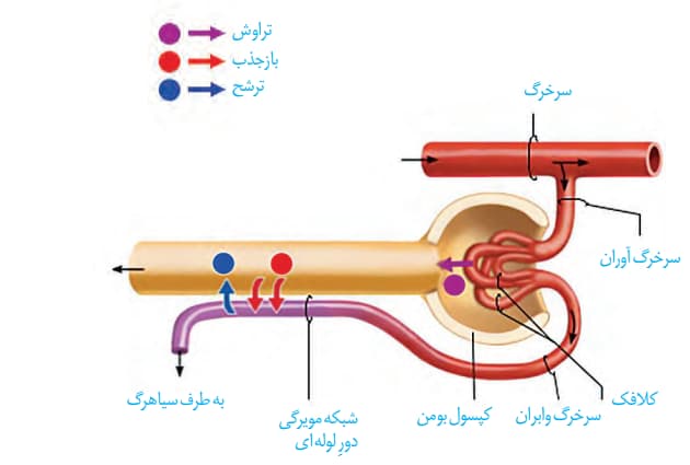 تنظیم اسمزی و دفع مواد زائد - زیست دهم - هماپرتوانداز