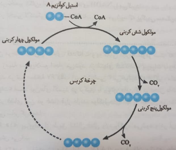 آزمونک جمع بندی-زیست دوازدهم-هماپرتوانداز