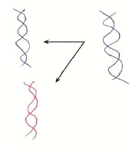 مولکول‌های اطلاعاتی-زیست شناسی 3-درسنامه-امیرمحمد طباطبایی
