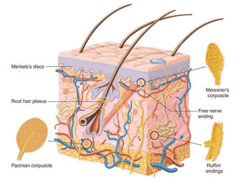 تنظیم عصبی، حواس-زیست شناسی 2-درسنامه-امین خوشنویسان