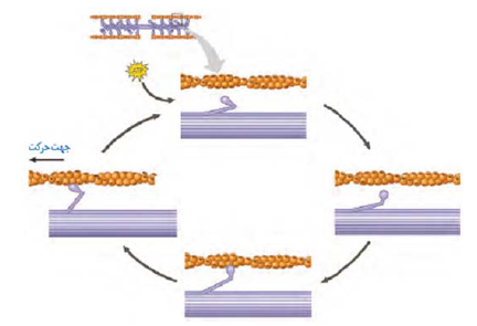 ماهیچه و حرکت-زیست شناسی 2-درسنامه-امین خوشنویسان