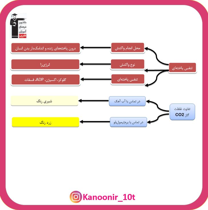 سازوکار دستگاه تنفس در انسان