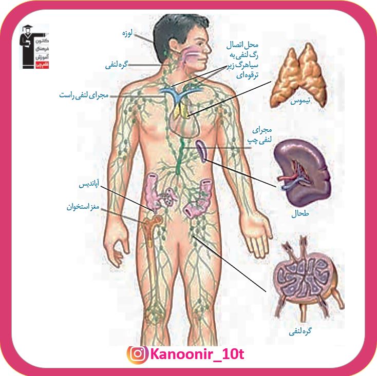 قسمت سوم-رگ‌ها و دستگاه لنفی- فصل چهارم- زیست دهم - سعید شرفی
