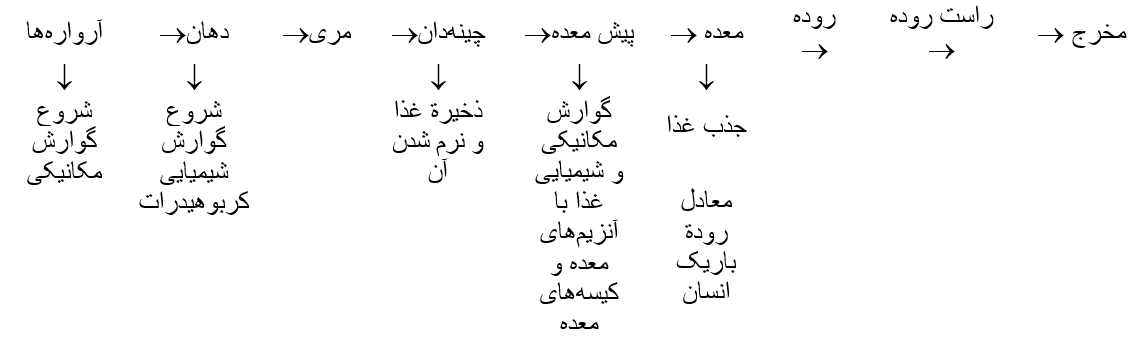 گوارش و جذب مواد(قسمت دوم)-فصل دوم-زیست دهم تجربی-فاطمه صمدی