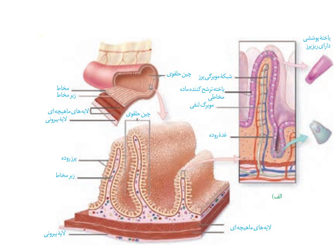درسنامه-گوارش و جذب مواد-زیست دهم-امین خوشنویسان