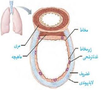 تنفس در انسان-زیست دهم تجربی-آزمون 18 آذر-امین خوشنویسان