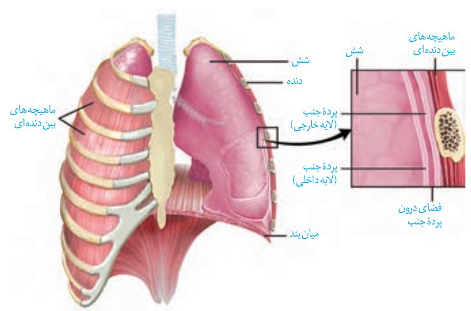 تبادلات گازی-درسنامه آزمون 2دی-امین خوشنویسان