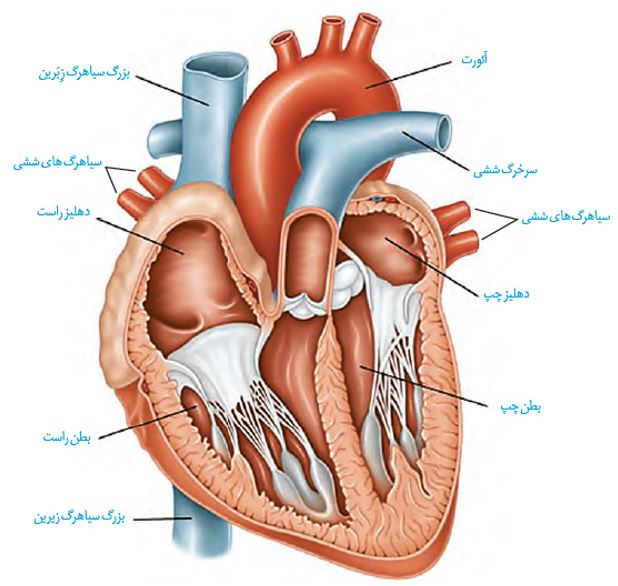 نکات تستی تنفس در جانوران تا شبکه هادی قلب-آزمون23دی-خوشنویسان