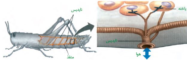 نکات تستی تنفس در جانوران تا شبکه هادی قلب-آزمون23دی-خوشنویسان
