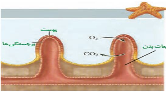 نکات تستی تنفس در جانوران تا شبکه هادی قلب-آزمون23دی-خوشنویسان