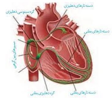 نکات تستی تنفس در جانوران تا شبکه هادی قلب-آزمون23دی-خوشنویسان