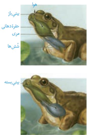 نکات تستی تنفس در جانوران تا شبکه هادی قلب-آزمون23دی-خوشنویسان