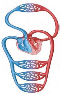 نکات تستی تنفس در جانوران تا شبکه هادی قلب-آزمون23دی-خوشنویسان