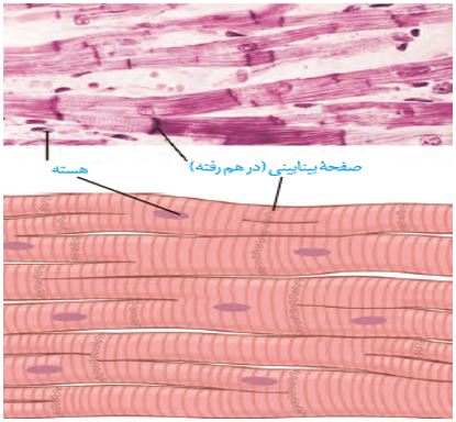 نکات تستی تنفس در جانوران تا شبکه هادی قلب-آزمون23دی-خوشنویسان