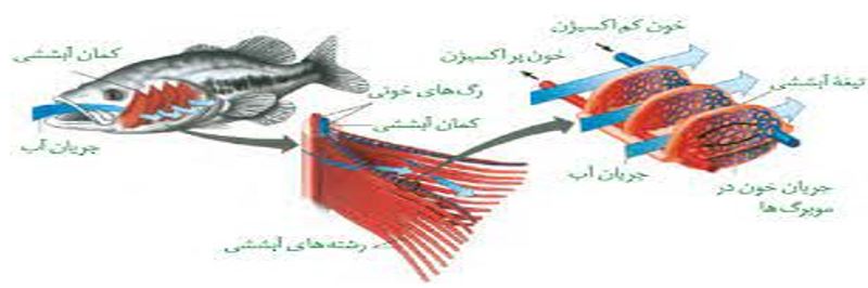نکات تستی تنفس در جانوران تا شبکه هادی قلب-آزمون23دی-خوشنویسان