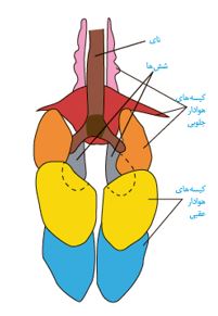 نکات تستی تنفس در جانوران تا شبکه هادی قلب-آزمون23دی-خوشنویسان