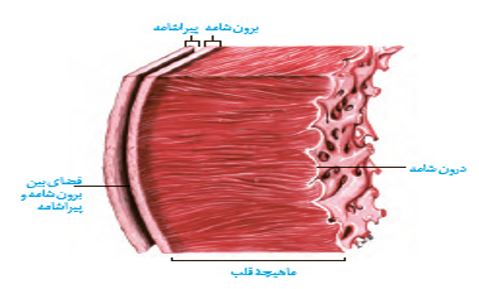 نکات تستی تنفس در جانوران تا شبکه هادی قلب-آزمون23دی-خوشنویسان