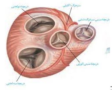 نکات تستی تنفس در جانوران تا شبکه هادی قلب-آزمون23دی-خوشنویسان