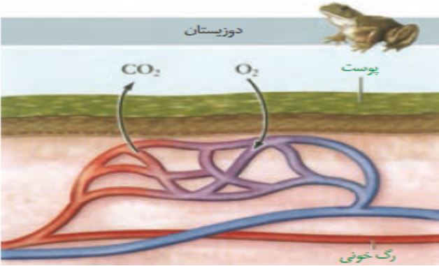 نکات تستی تنفس در جانوران تا شبکه هادی قلب-آزمون23دی-خوشنویسان