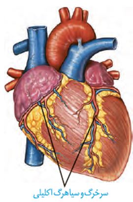 نکات تستی تنفس در جانوران تا شبکه هادی قلب-آزمون23دی-خوشنویسان
