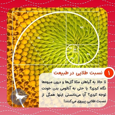 میدونی نسبت طلایی چیه؟